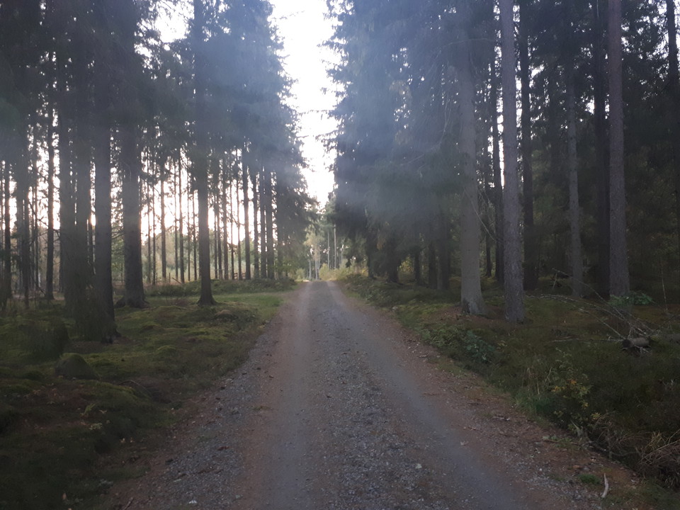 En smal väg med skog på sidorna.