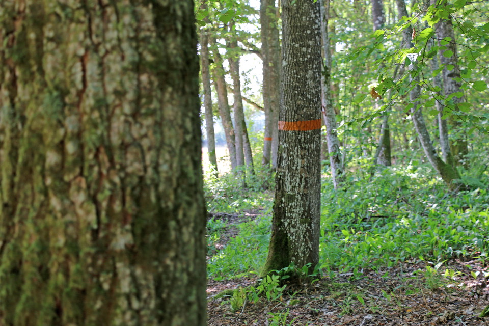 Flera träd med orange ledmarkering.