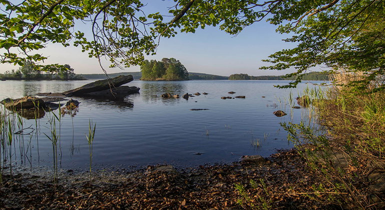 Immeln vid Breanäs.