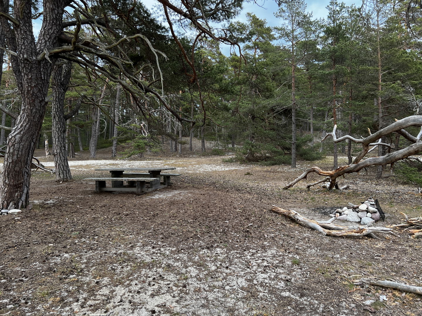 Rastbord i sandig skog