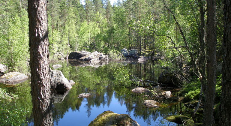 Vattensamling i Långtjärnsbergets skogsmark.