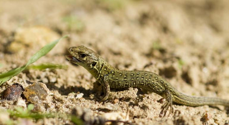 Juvenil sandödla.