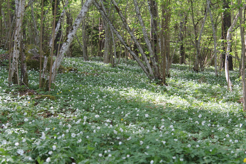 Matta av vitsippor i skog.