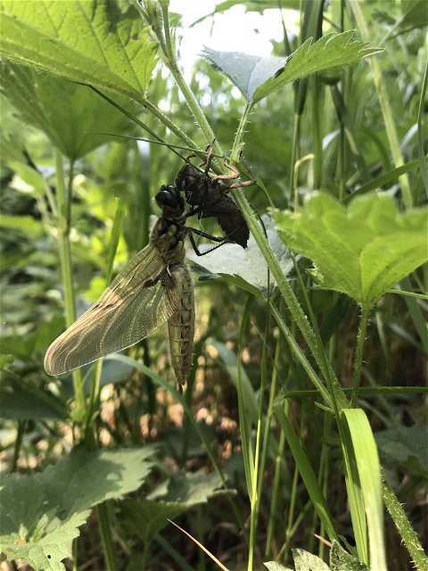 Närbild på en insekt som sitter på ett grässtrå. Insekten har vingar och en avlång kropp.
