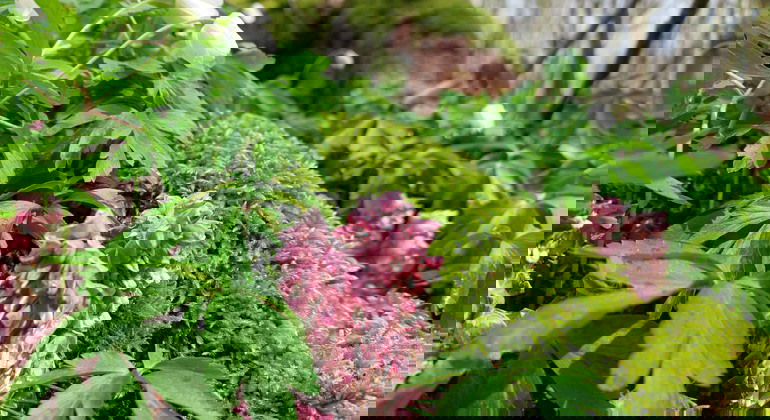 Vätteros och vitsippor. Foto Isabel Vitaskär /Länsstyrelsen Blekinge