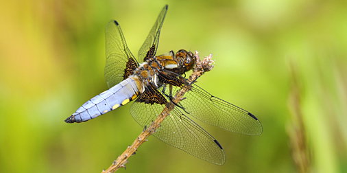 www.naturkartan.se