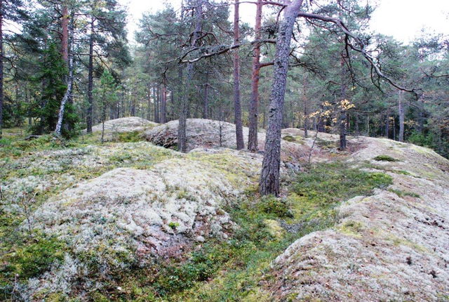 Bergaskogen