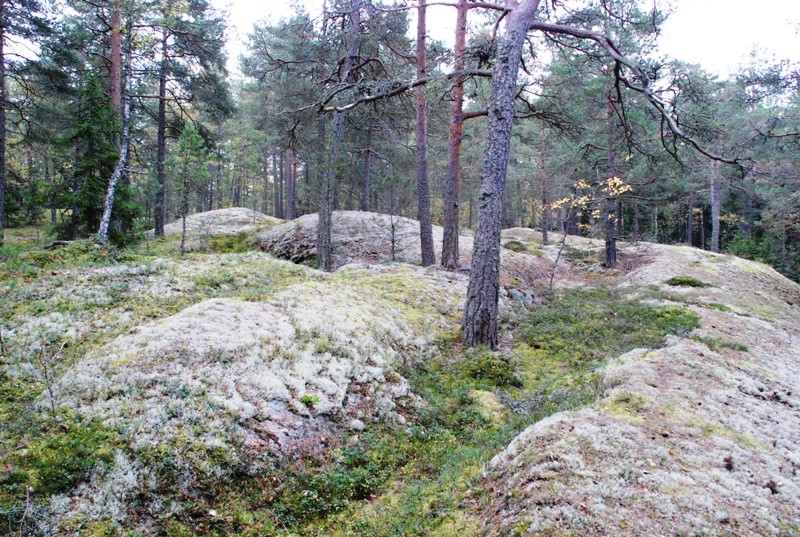 Bergaskogen med sina Berghällar