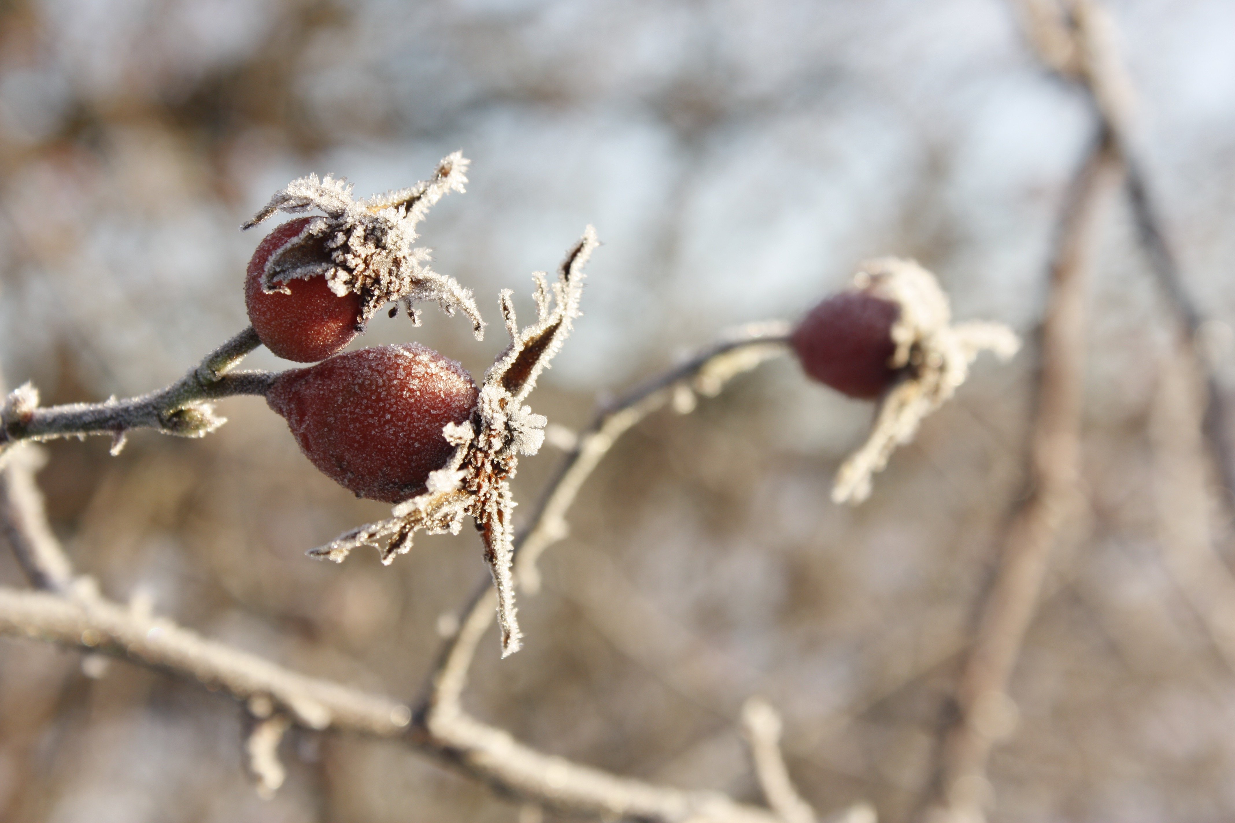 Närbild på röda nyponbär som är täckta av frost.