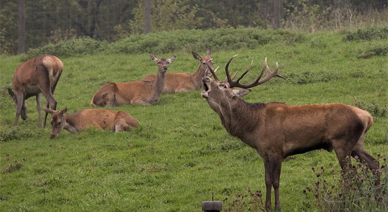 Hindar och brölande kronhjort.