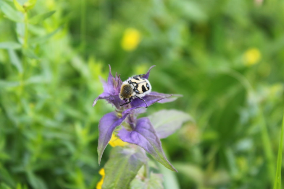 Närbild på en lila- och gul blomma med en skalbagge på. 