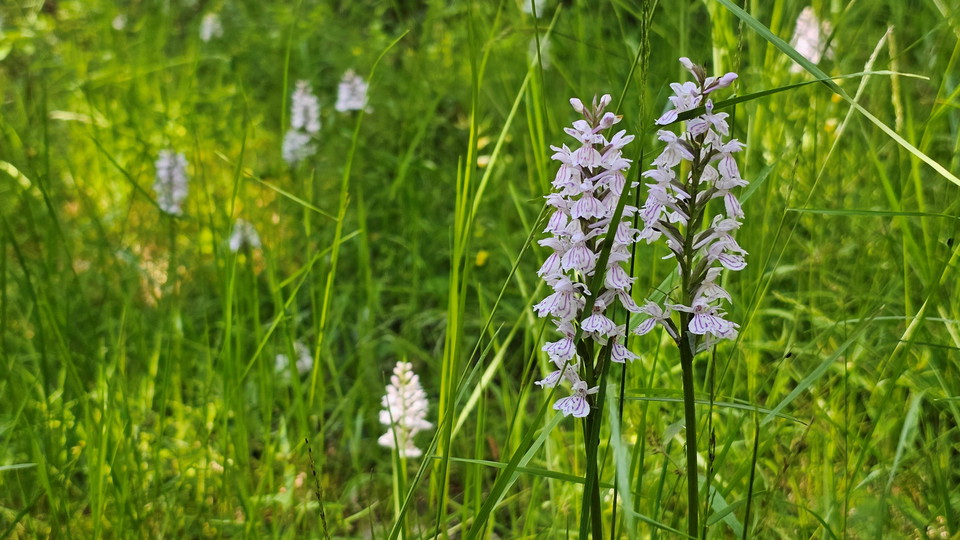 Jungfru Marie Nycklar