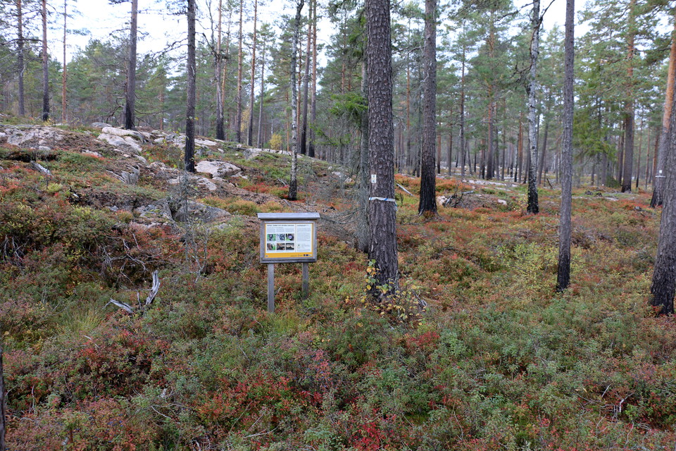 Skylt om naturvårdsbränning bredvid en tall nedanför en lite höjd.