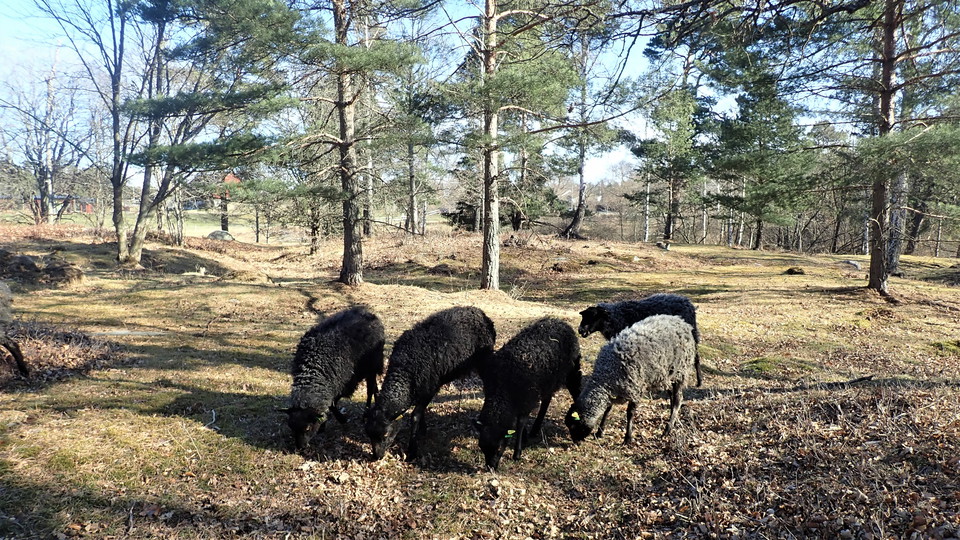 Sticklinge gravfält. Foto Lidingö stad