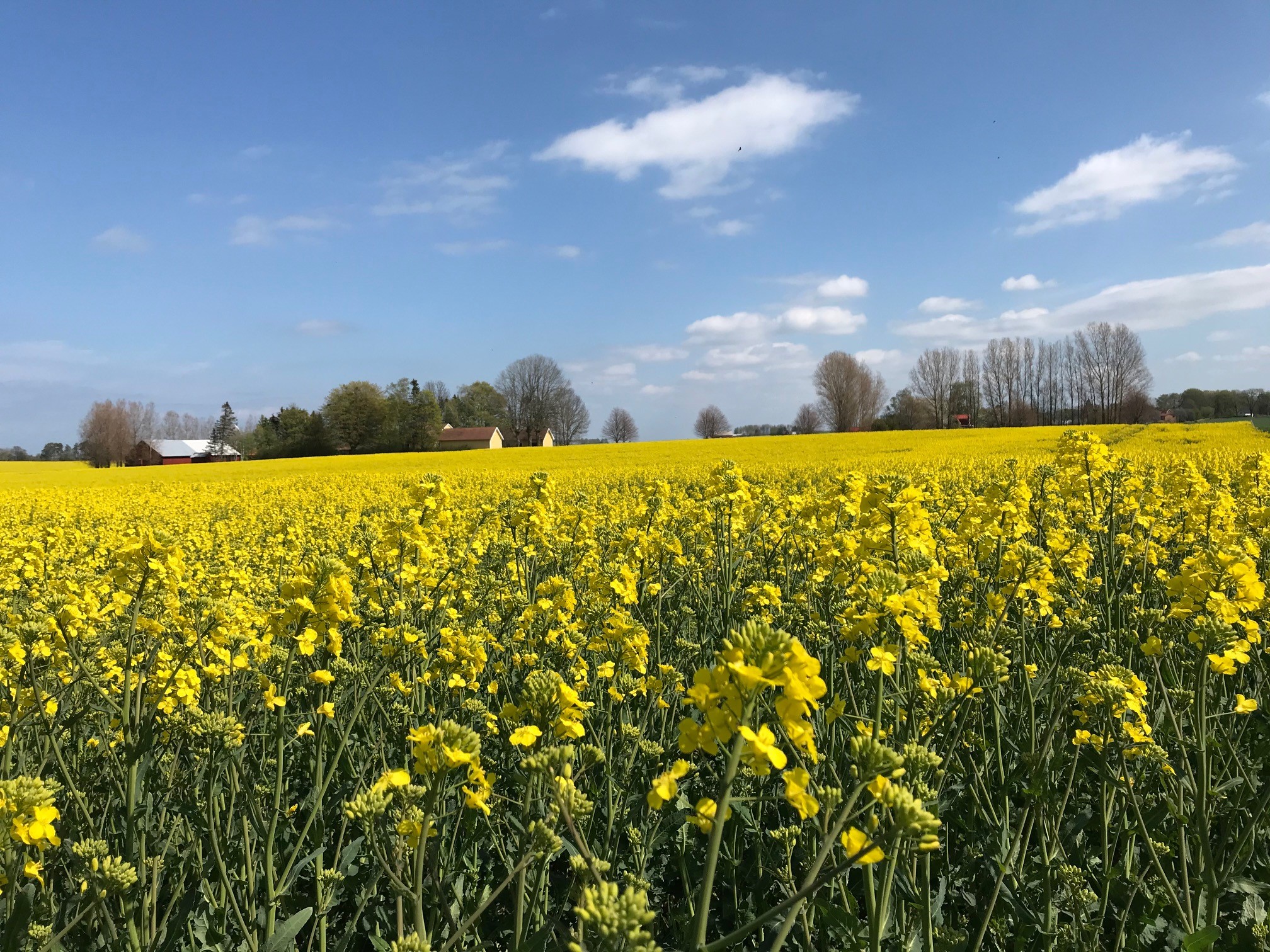 Leden tar dig genom östgötaslättens öppna odlingsslandskap.