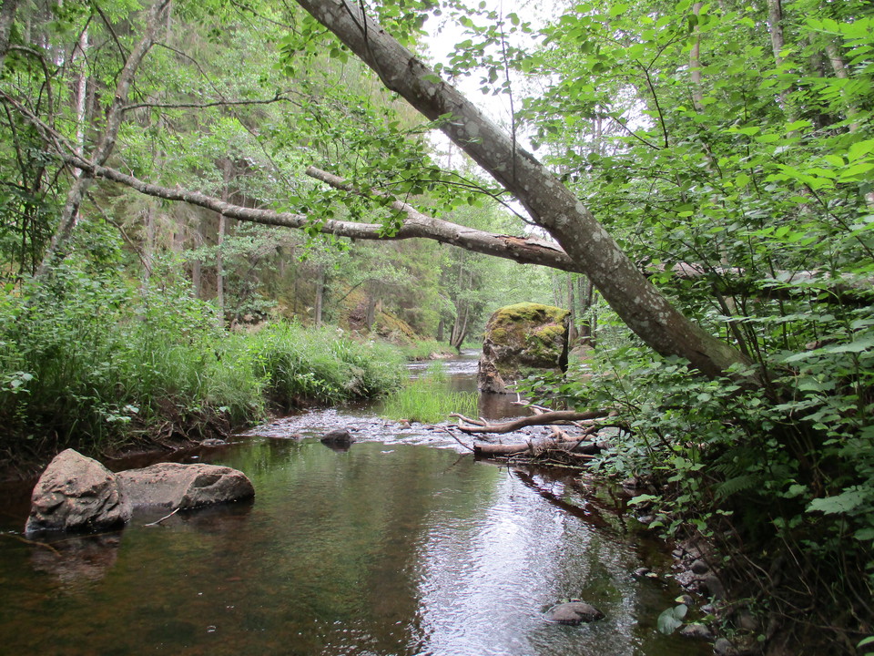 Hedströmmen med stenar i vattnet och träd på sidorna.