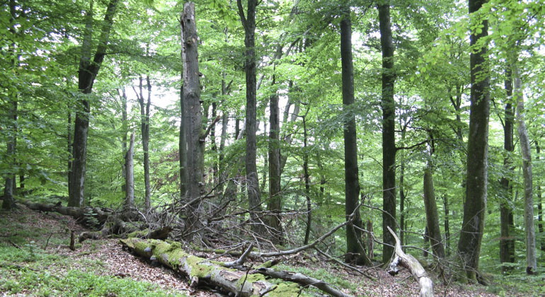 grönskande skog