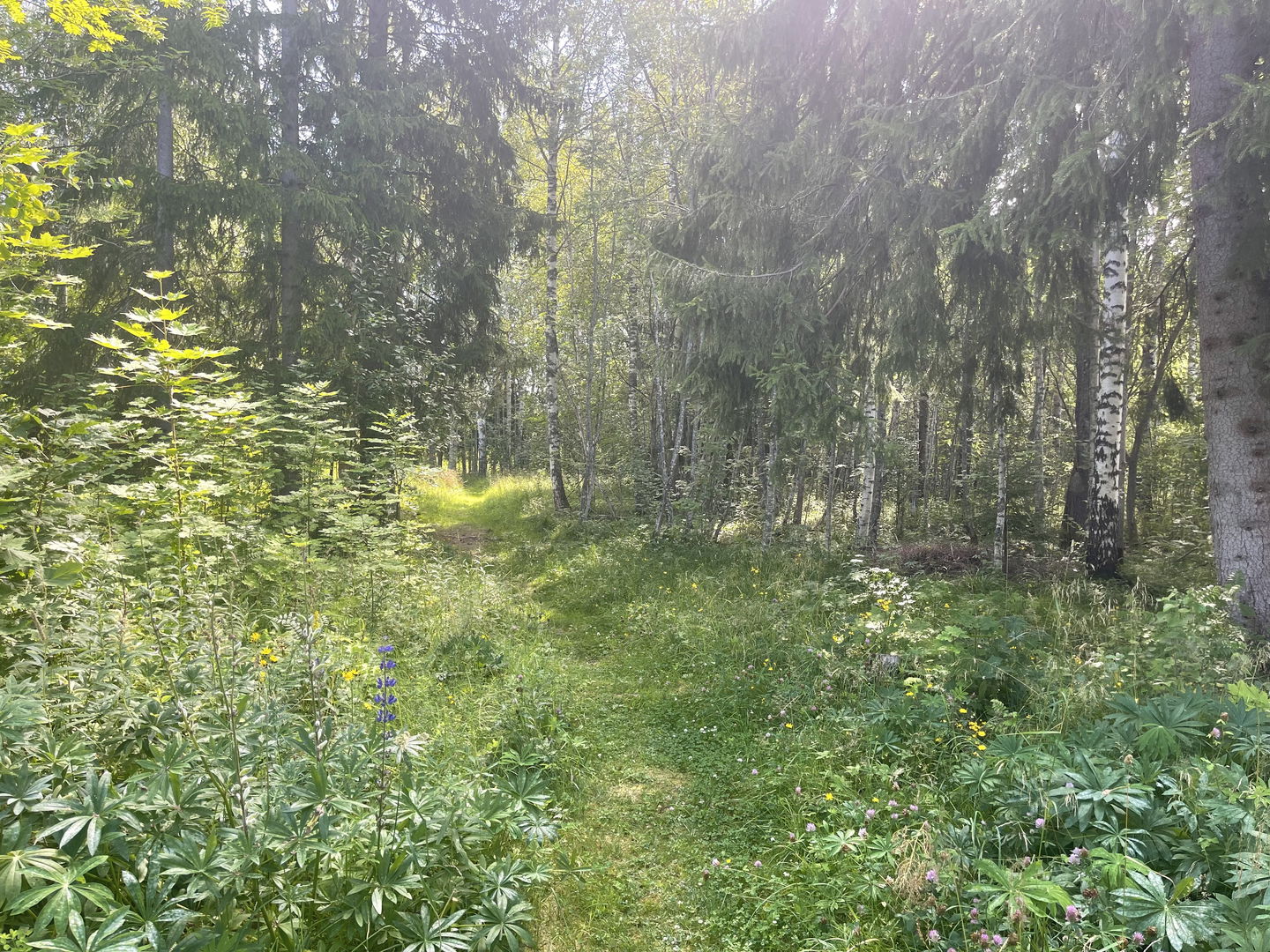 Längs med stigen