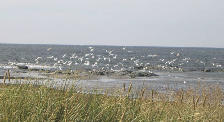 Fåglar över havet