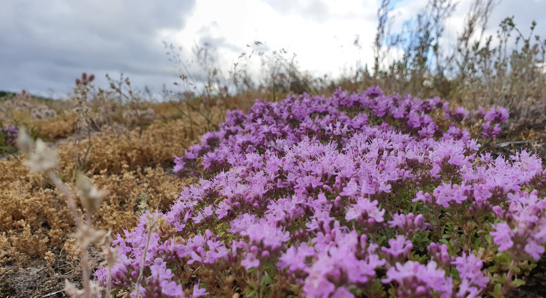 Lila blommor i brunt gräs med blå himmel ovanför.