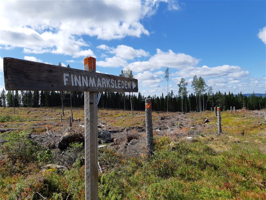 Finnmarksleden passerar både storskog och hyggen.