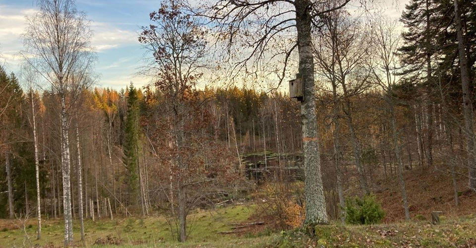 Åsens naturreservat Åtvidaberg