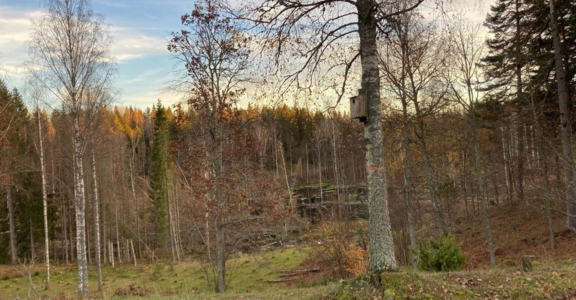 Åsens naturreservat Åtvidaberg