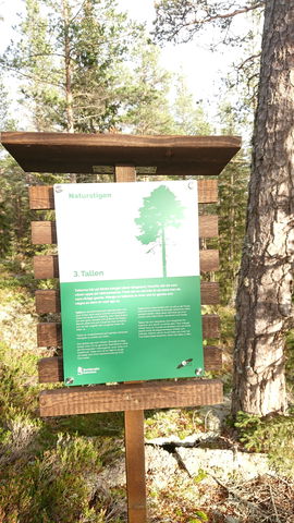Södra Bergets Naturstig 3 Tallen