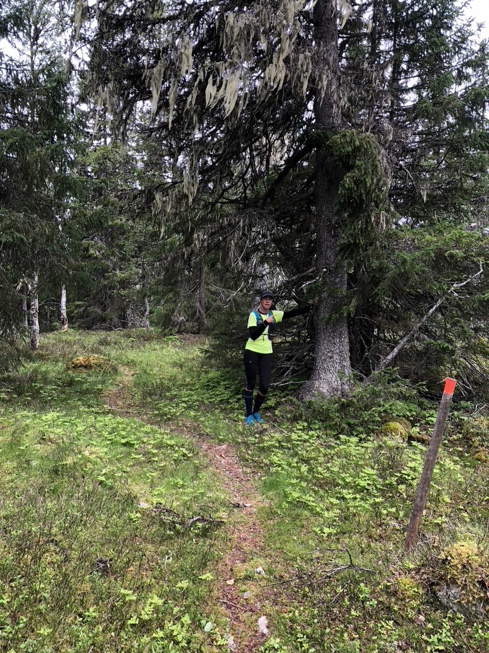 Flerhundraårig gran längs stigen mellan Jänsmässholmen och Ansätten.