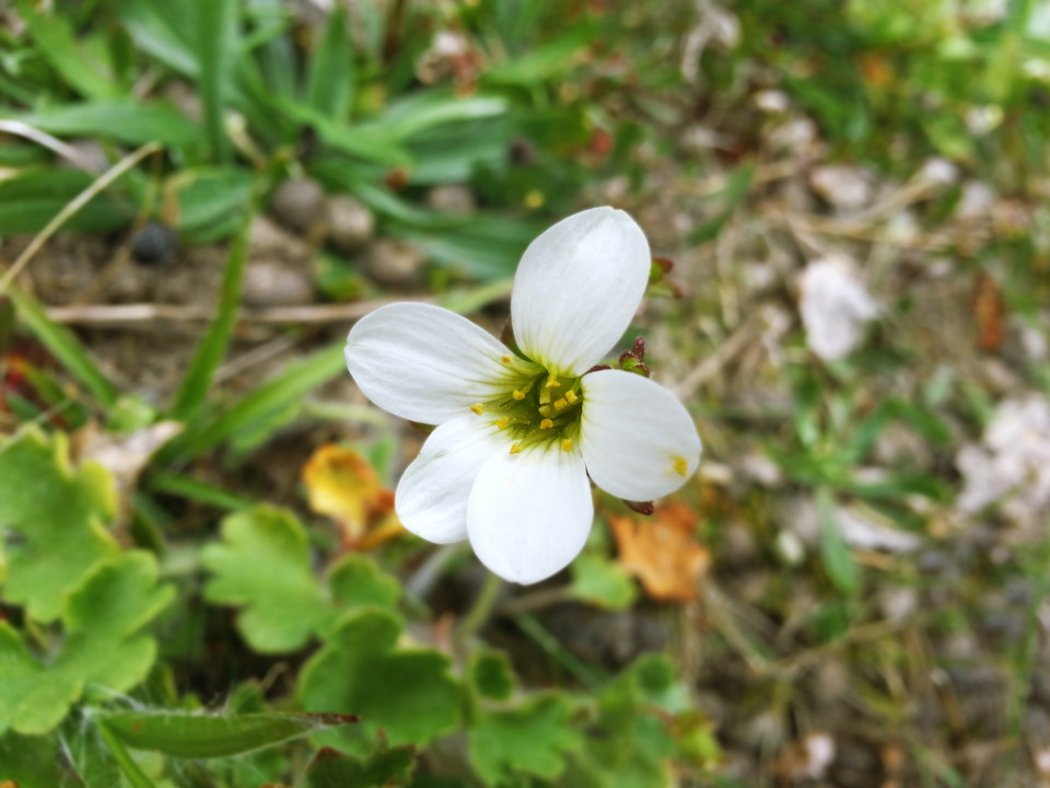 Mandelblomma.