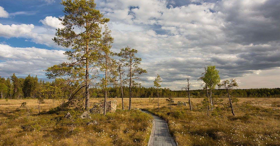 Fascinerande natur på Kärnskogsmossen
Kärnskogsmossen.
Motala