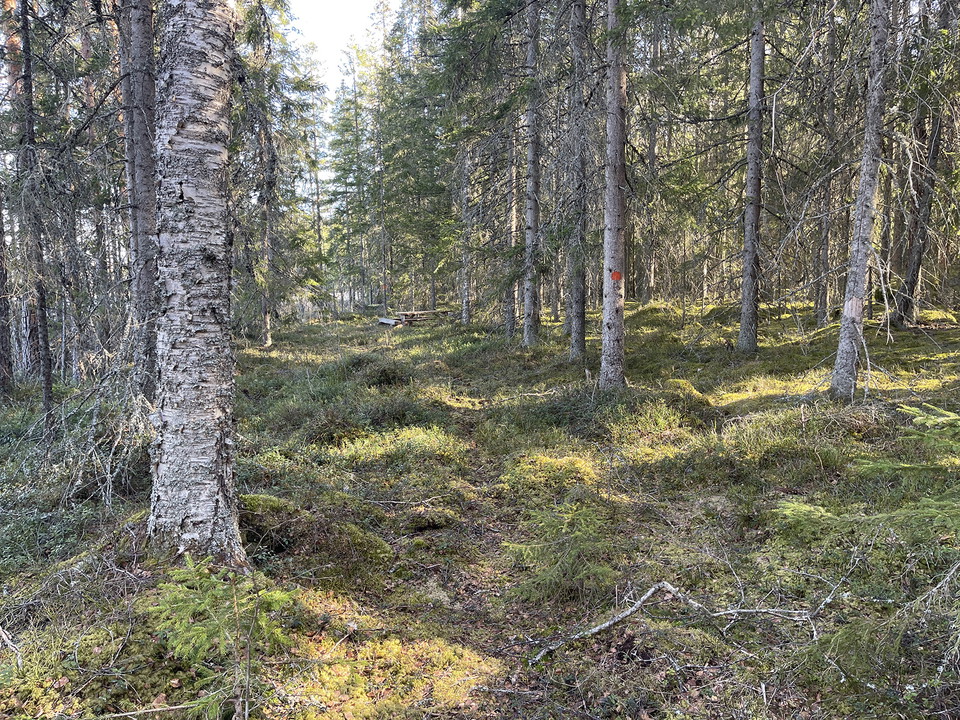 Smal stig som slingrar i mossan mellan granar och tallar.