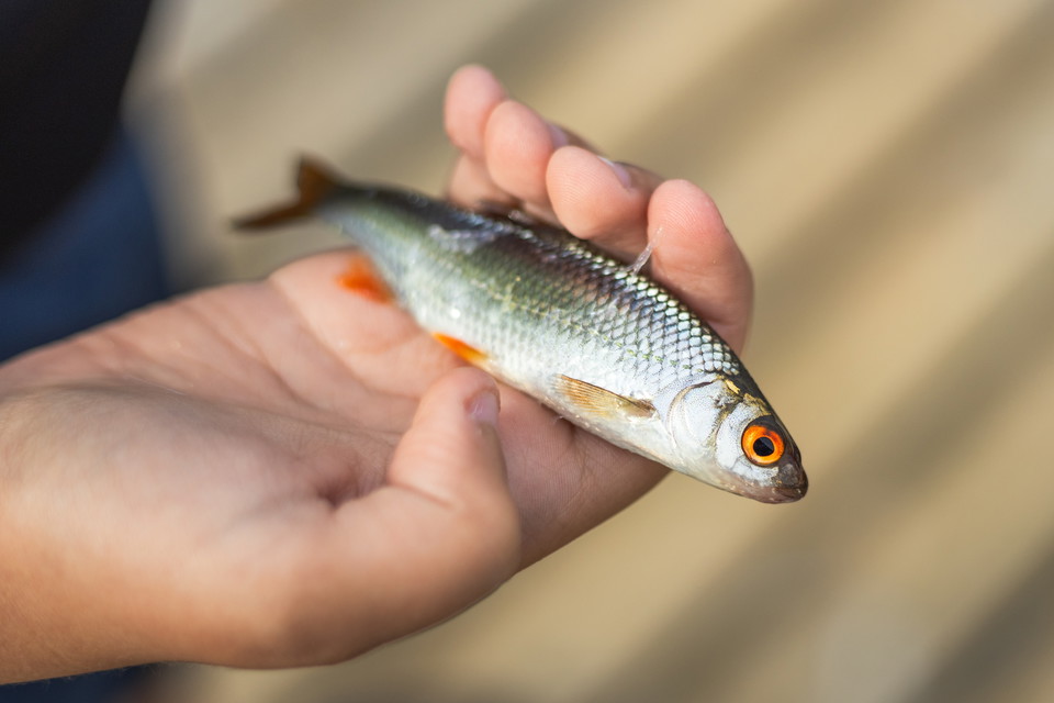 Lär dig mer om mört