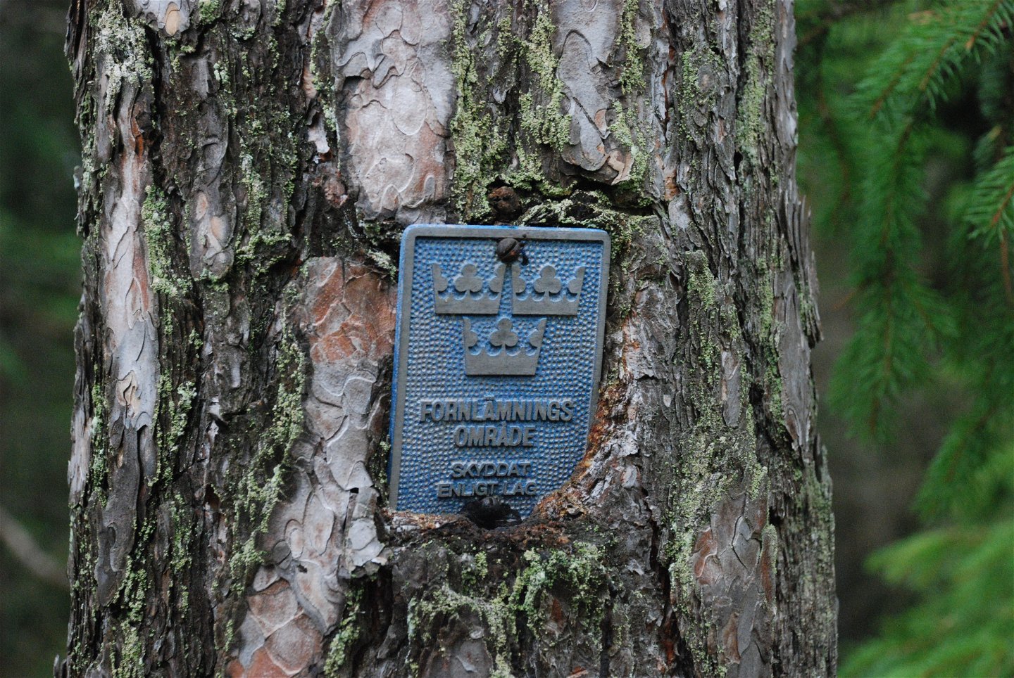Närbild på en metallplatta fastsatt på en trädstam.