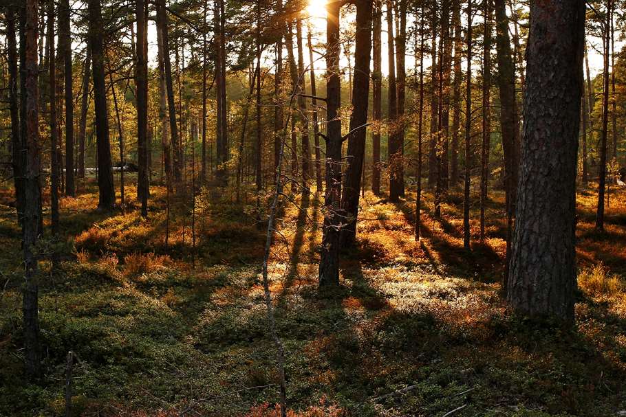 Bild: Sveaskog