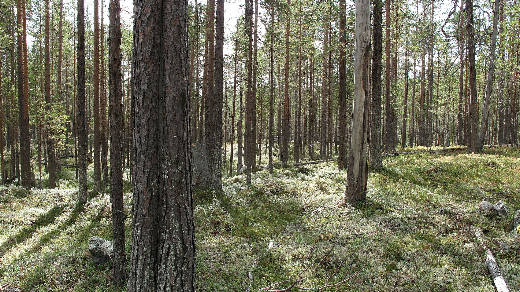 Åträsket domänreservat