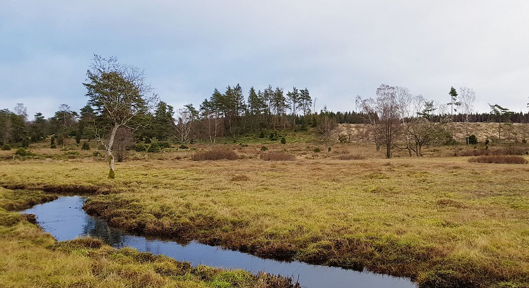 bäck genom reservatet 