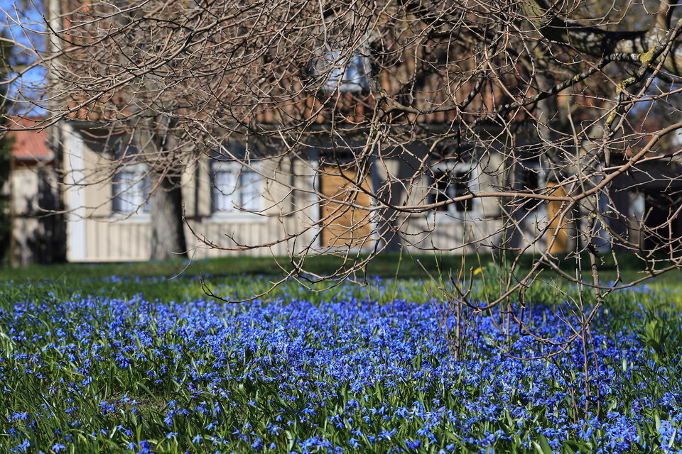 Krusentiernska trädgården