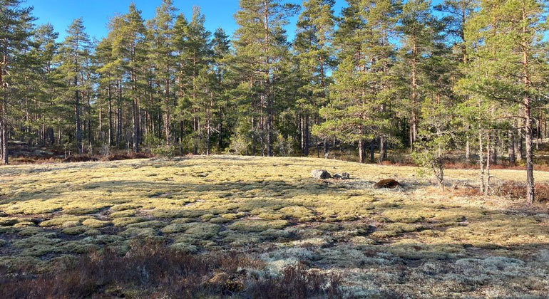 Bild på lavklädd häll i solljus.