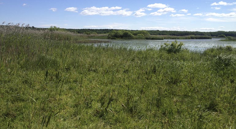 Brunstorpskärret.