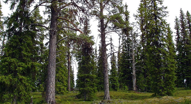 Stora Njakajaure
