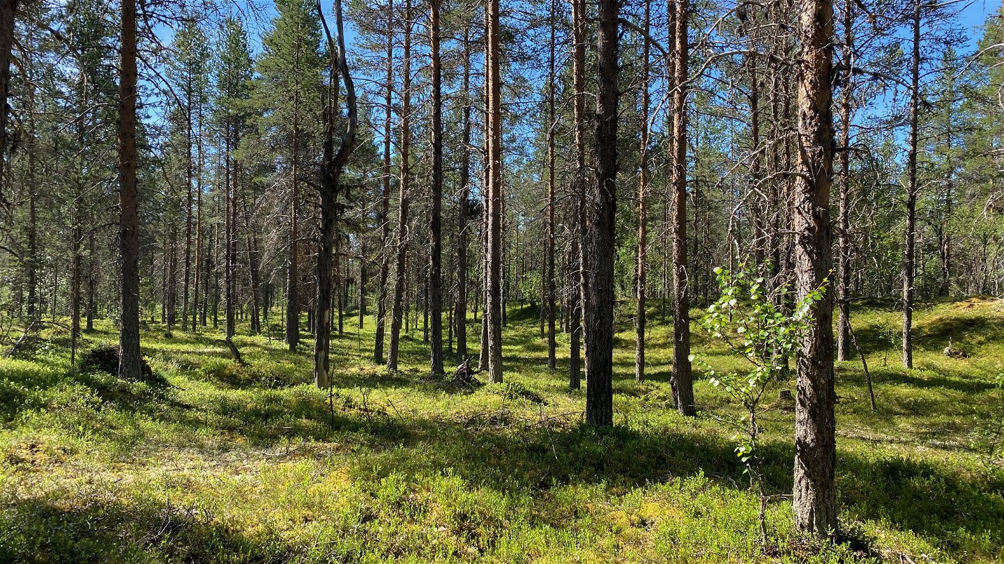 Skogen vid Lövnäsvallen.