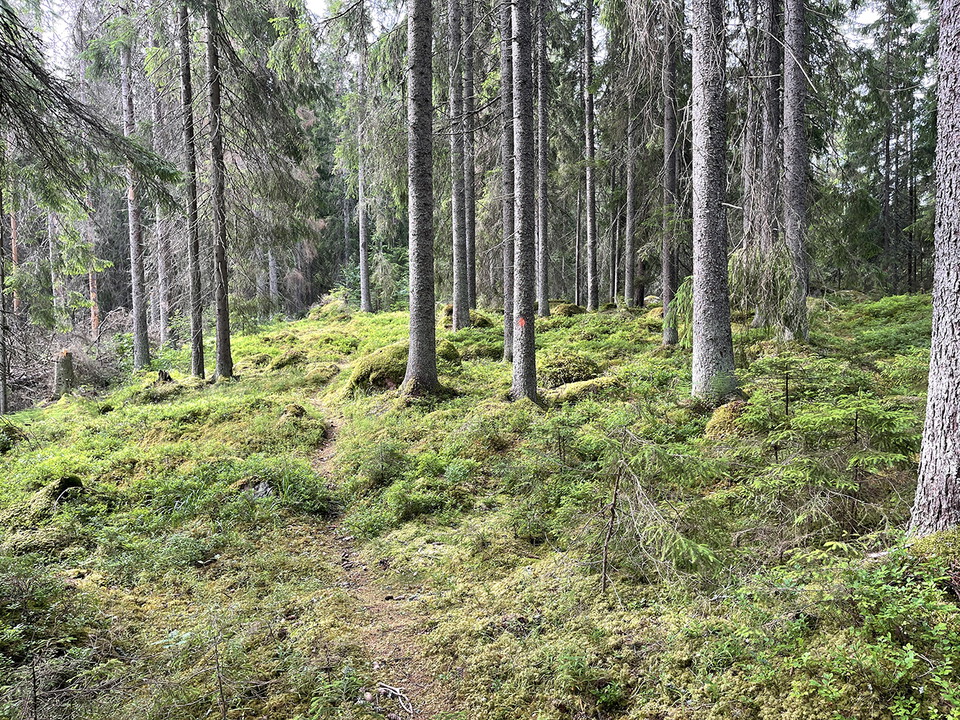 Smal stig kantad av granar.