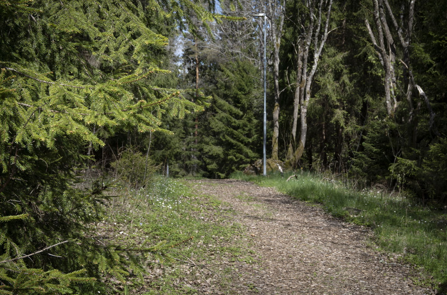 Bred stig i barrskog.