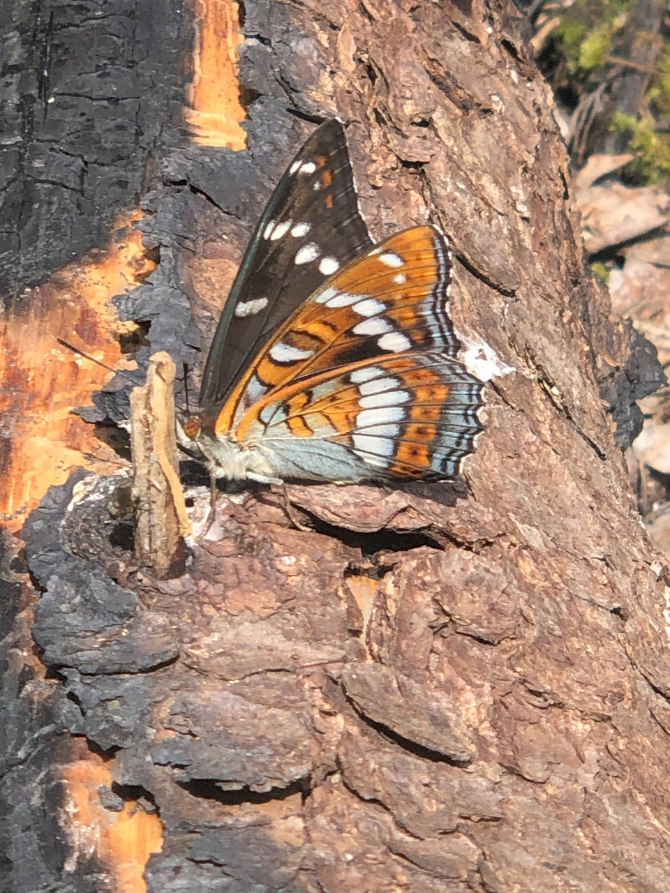Askfjäril på brandfältet i Hundsjöns naturreservat.