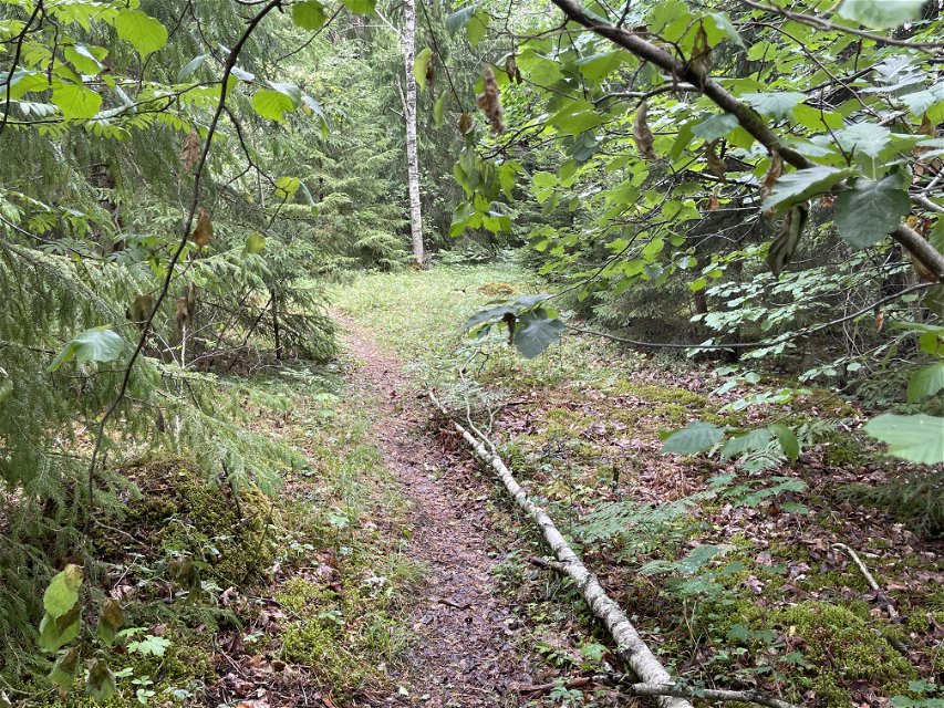 Trädstam ligger längs stig.