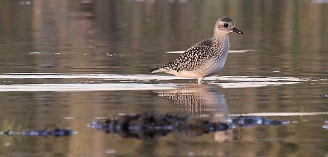 Fågelskyddsområde, Sandemar