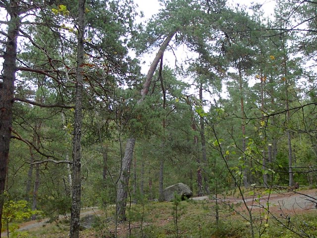 Nyckelbiotop vid Kottlasjön. Foto Lidingö stad.