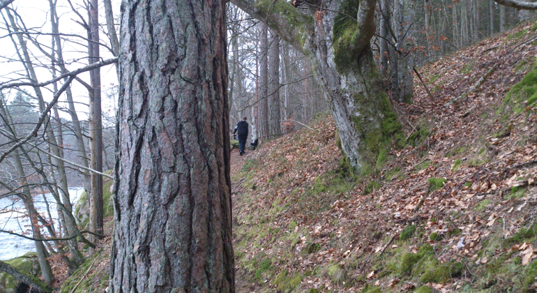 Vandrare i skog med tall och bok.