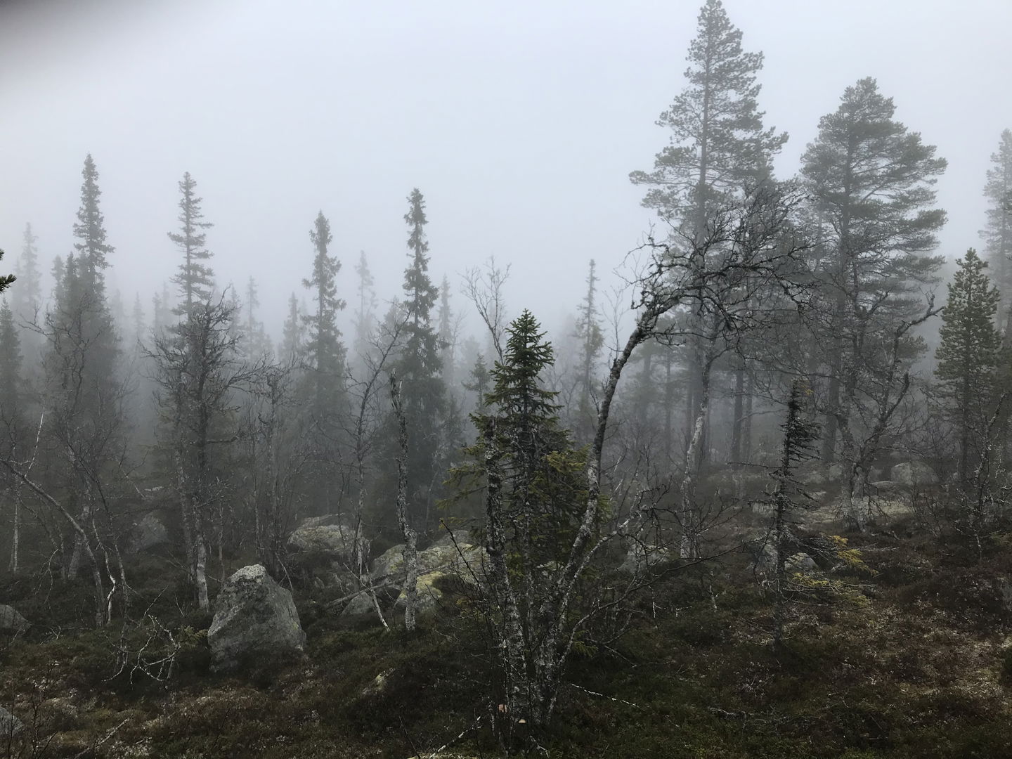 Gammal skog inhöljd i dimma